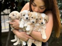 Mikro teacup orijinal maltipoo yavrularım