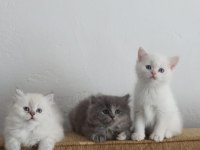 British longhair saf kan yavru
