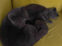 SCOTTİSH VE BRİTİSH KEDİLERİM