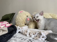 British shorthair