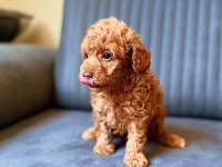 TOY POODLE RED BROWN YAVRULAR