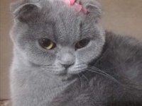 Scottish fold 3 yaşında