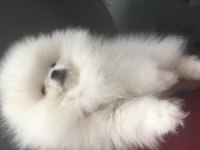 TEDDY BEAR SURAT TEACUP POMERANİAN ERKEK