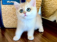 Safkan British Shorthair Golden dişi yavru