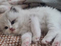 Safkan ragdoll yavrular