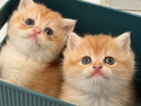 British shorthair golden full secereli Ny12 baba Cy12