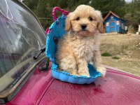 Maltipoo bebeklerim tüy dökmez koku yapmaz