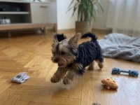 Evinizin neşesi olacak yavru köpekler
