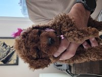 4 Aylık Dişi Toy Poodle
