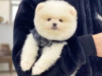 Pomeranian Boo Köpeğimiz