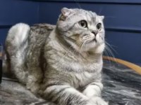 Scottish fold Mösyöme yuva arıyorum
