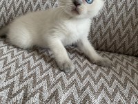 2 aylık mama ve WC eğitimli Blue Point Scottish Fold