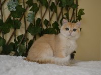 British shorthair NY12 erkek ZEUS