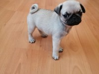 Muhteşem Pug Mops Bebekler İstanbul