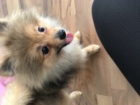 Pomeranian 4 buçuk aylık dişi yavru