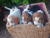 Sevimli beagle cinsi yavrular