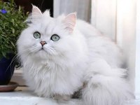Dişi Chinchilla Kızanda 9 Aylık