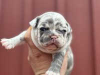 French Bulldog Bebekler