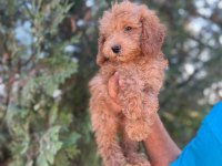 Orijinal Maltipoo Yavrular Randevu Alarak Bakabilirsiniz
