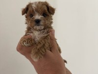 UYGUN MİCRO MALTİPOO YAVRU KAPIDA ÖDEME