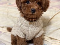 Orijinal Toy Poodle