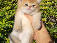 Üst kalite Erkek British Shorthair Yavrular