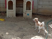 2 yaşında dişi köpeğimiz yuvasını arıyor