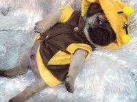 PUG MOPS BEBEKLER
