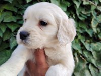 Son Golden Retriever Yavrular