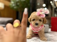 Güzeller güzeli 0 boy kore Maltipoo kattie
