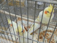 Sultan papağanı lutino kırmızı göz