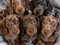 Göz Kamaştıran Dapple Dachshund (Sosis Köpek)