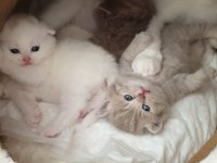 Sevimli ve oyuncu scottish fold