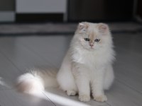 BLH by1133 dişi british longhair