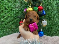 Toy poodle bebekler