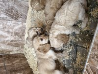 Maltipoo yavrularimiz
