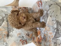Sevgi dolu poodle köpeğimize yeni yuva arıyoruz