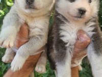 Renk Renk Husky yavrularımız