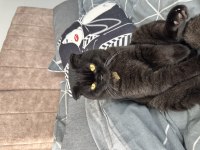 Ücretli sahiplendirme 1,5 yaşında scottish fold