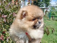 Pomeranian Yavrularımız 