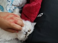 Shorthair Iran persian (PUG ile takas var)
