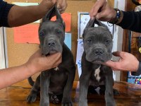 A şecereli blue cane corso Italiano