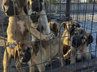 SAF KANGAL YAVRULARI 2 AYLIK