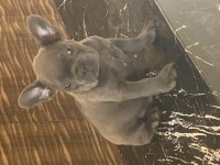 İzmirden blue french bulldog yavrusu