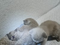 British longhair kediler 2 aylıklar