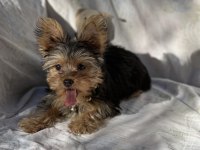 Yorkshire terrier