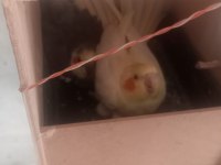 Evcil kuşlar sarı olan dişi kuşumuz