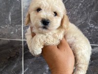Orjinal maltipoo yavrular