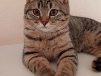 British shorthair kırması 8 aylık