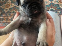 Pug Mops 4 erkek